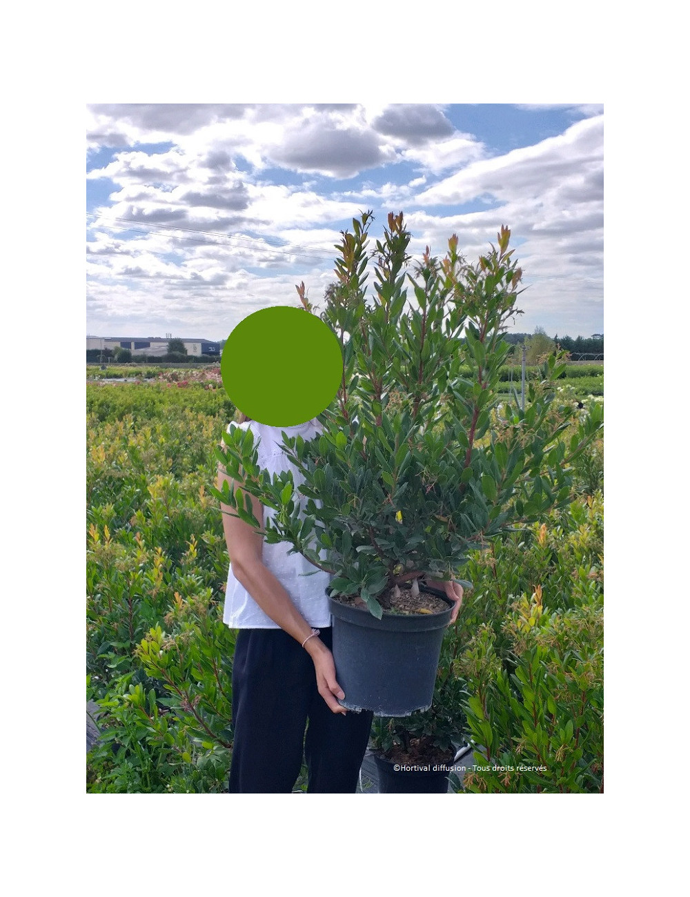 ARBUTUS unedo En pot de 15-20 litres