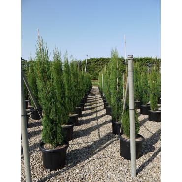 CUPRESSUS sempervirens STRICTA En pot de 25 litres