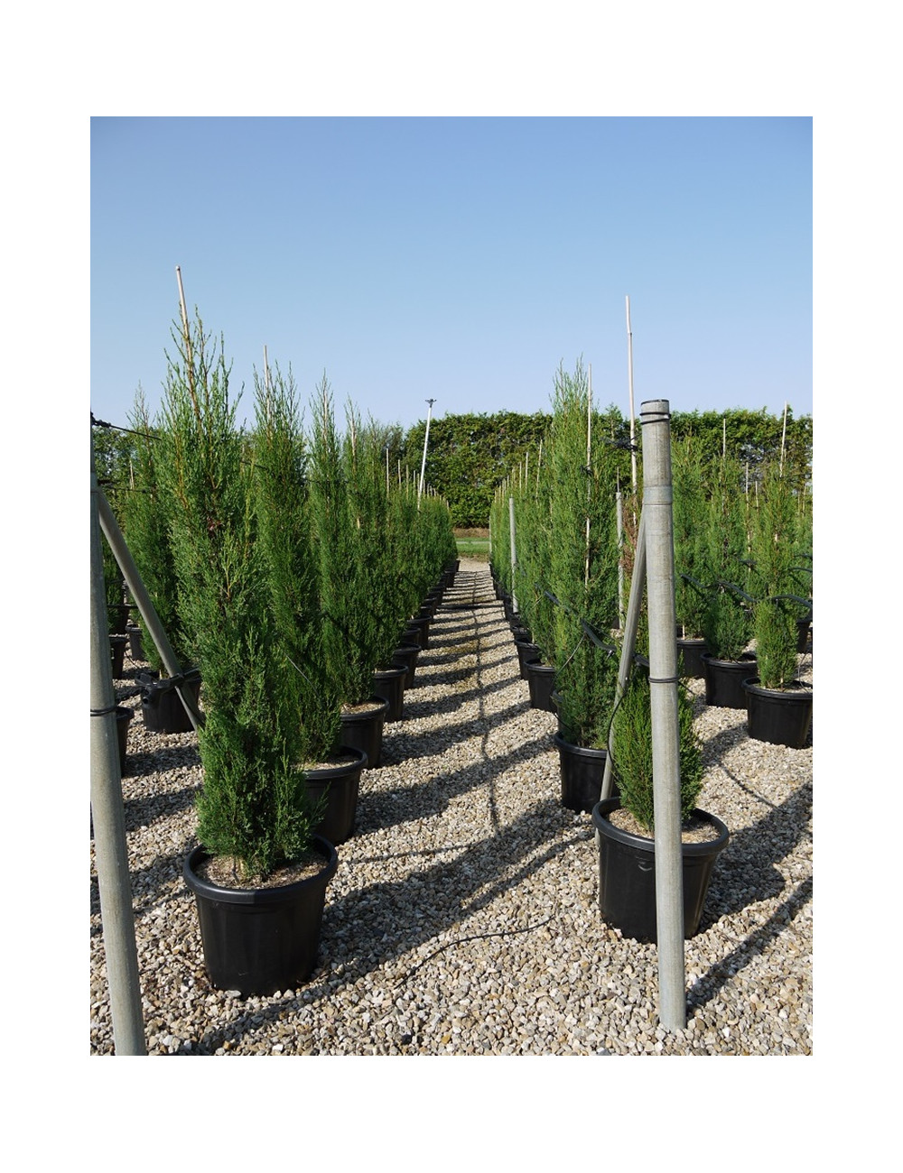 CUPRESSUS sempervirens STRICTA En pot de 25 litres