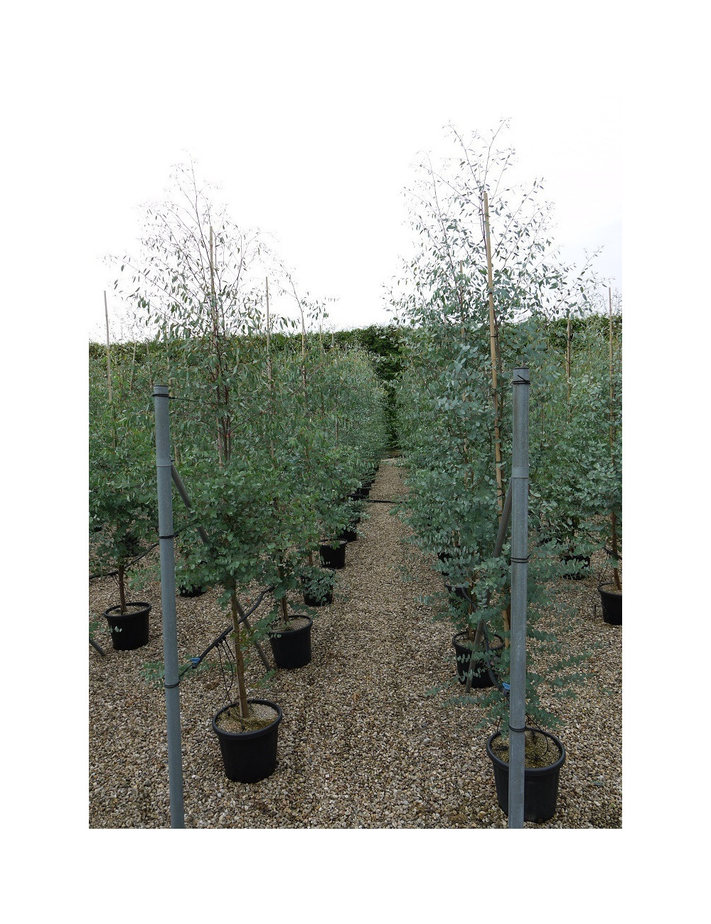 EUCALYPTUS gunnii En pot de 25-30 litres forme baliveau