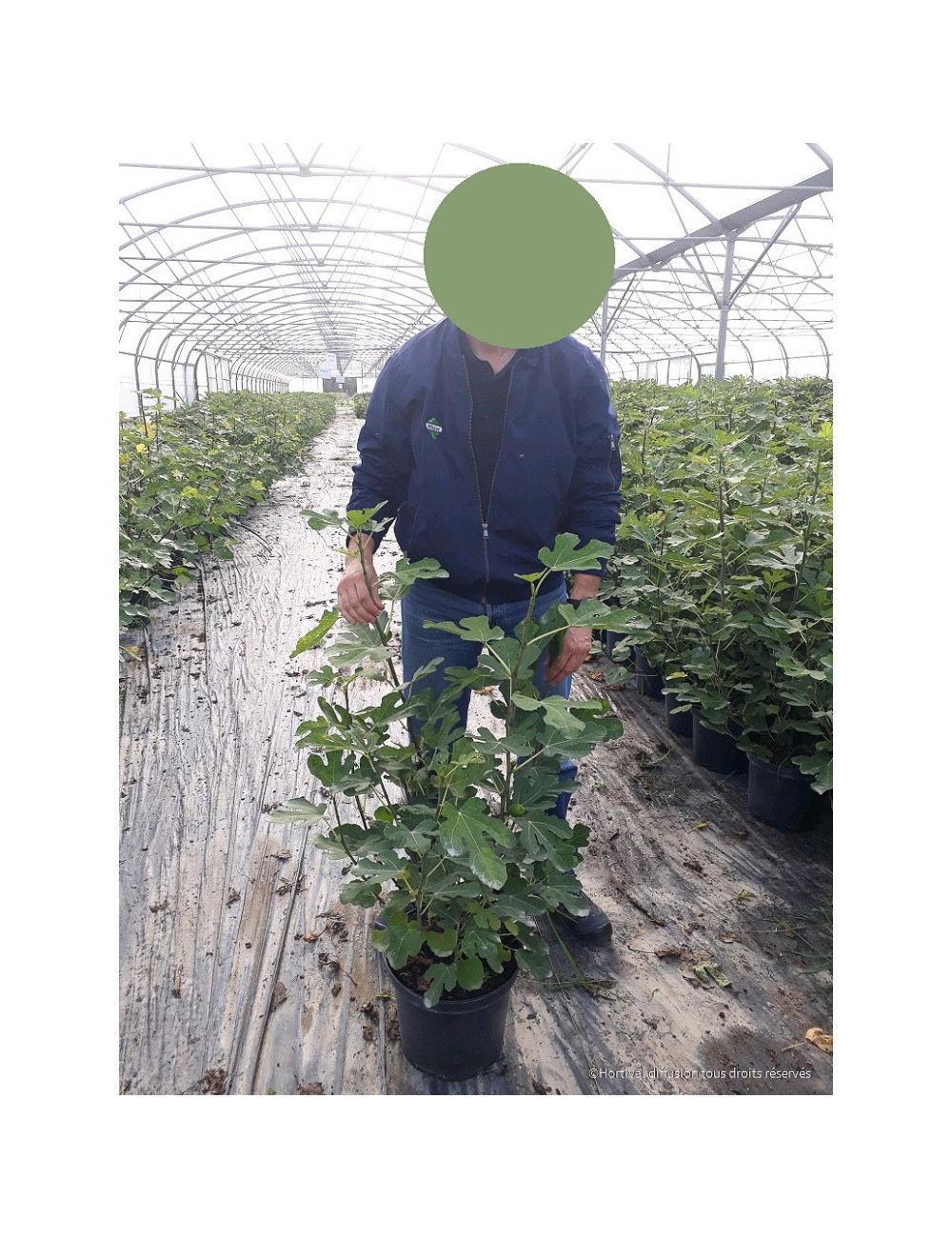 FIGUIER En pot de 10-12 litres