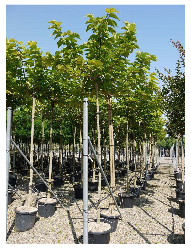 MORUS kagayamae FRUITLESS En pot de 35-50 litres forme tige hauteur du tronc 180-200 cm