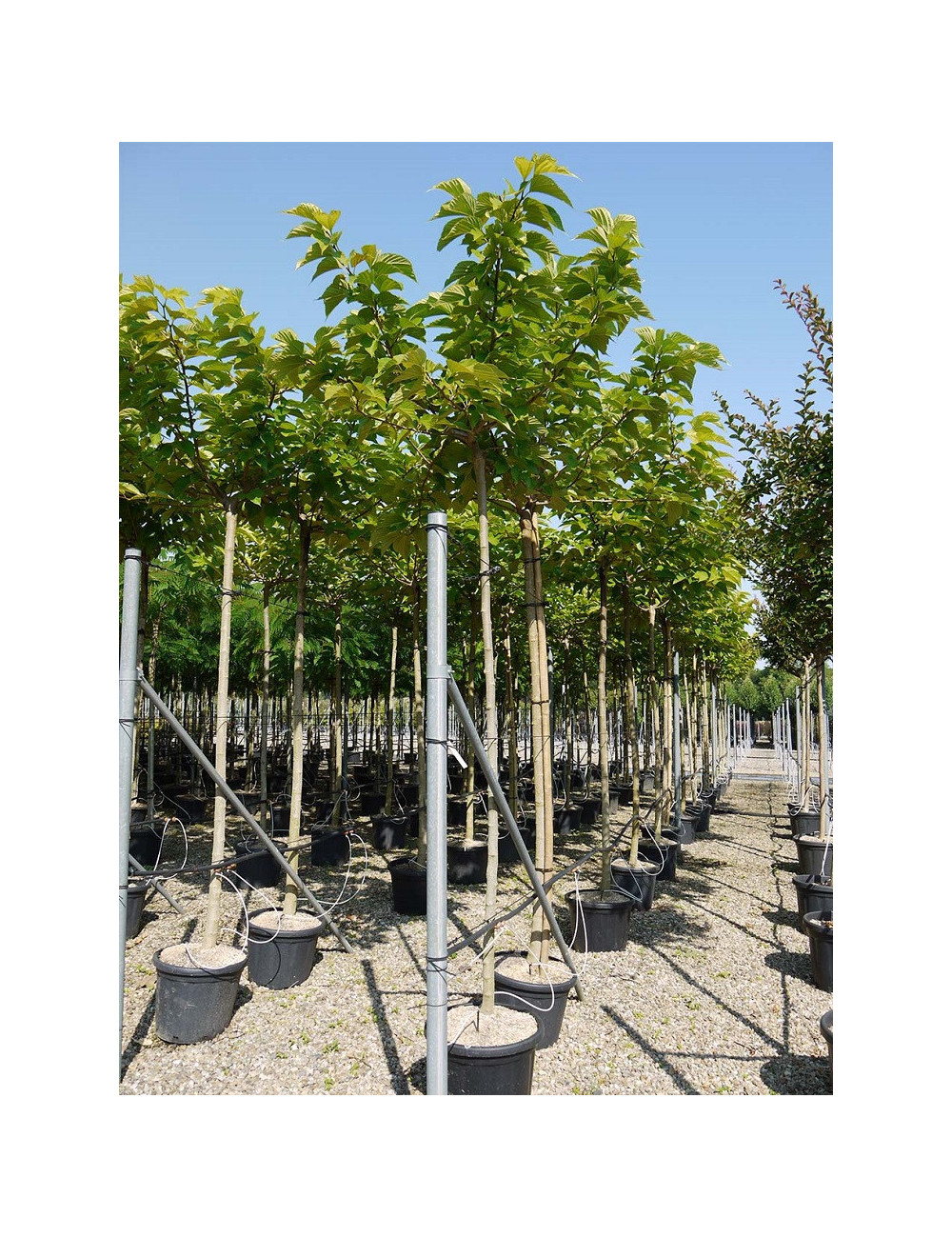 MORUS kagayamae FRUITLESS En pot de 35-50 litres forme tige hauteur du tronc 180-200 cm