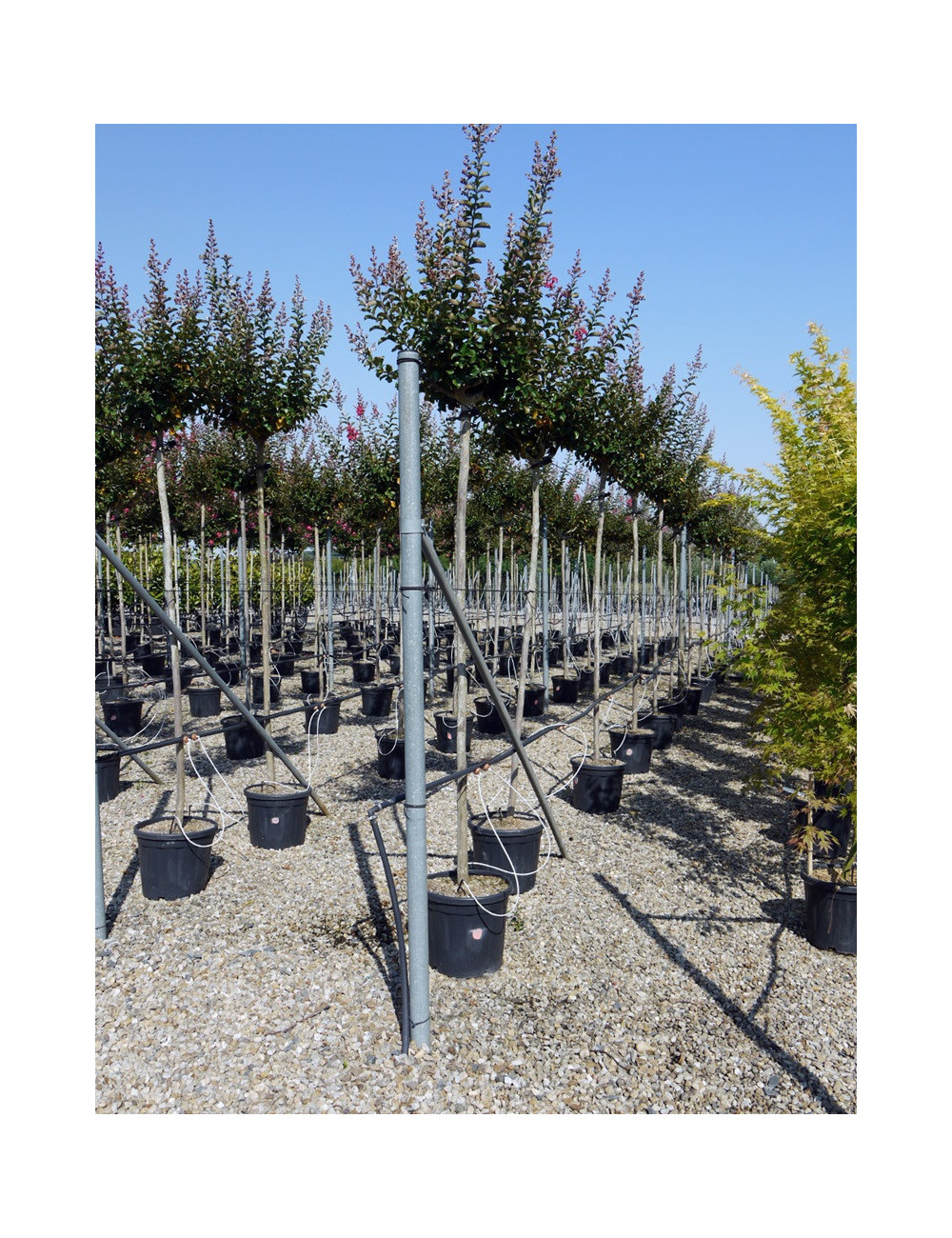 LAGERSTROEMIA En pot de 25-30 litres forme tige hauteur du tronc 180-200 cm