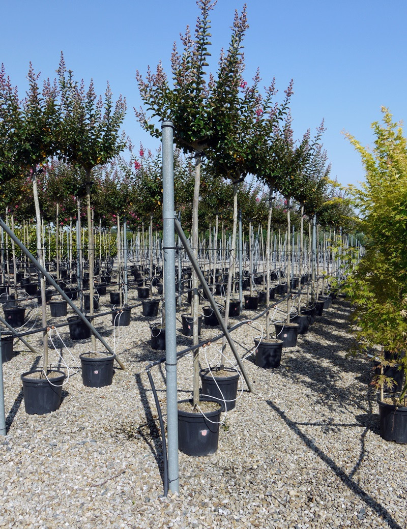 LAGERSTROEMIA En pot de 25-30 litres forme tige hauteur du tronc 180-200 cm