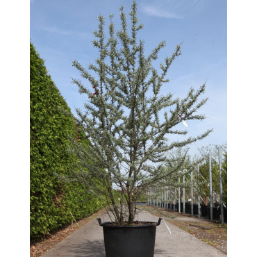 HIPPOPHAE rhamnoides En pot de 90-110 litres