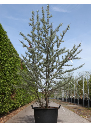 HIPPOPHAE rhamnoides En pot de 90-110 litres