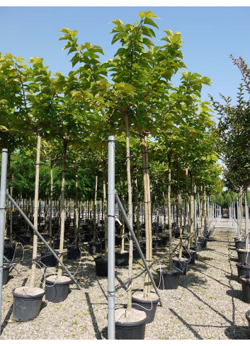 MORUS kagayamae FRUITLESS (Mûrier platane Stérile)