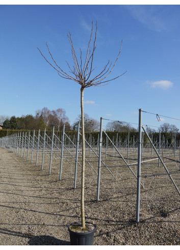 MORUS kagayamae FRUITLESS (Mûrier platane Stérile)